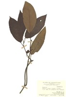 藏品(朝顏屬)的圖片